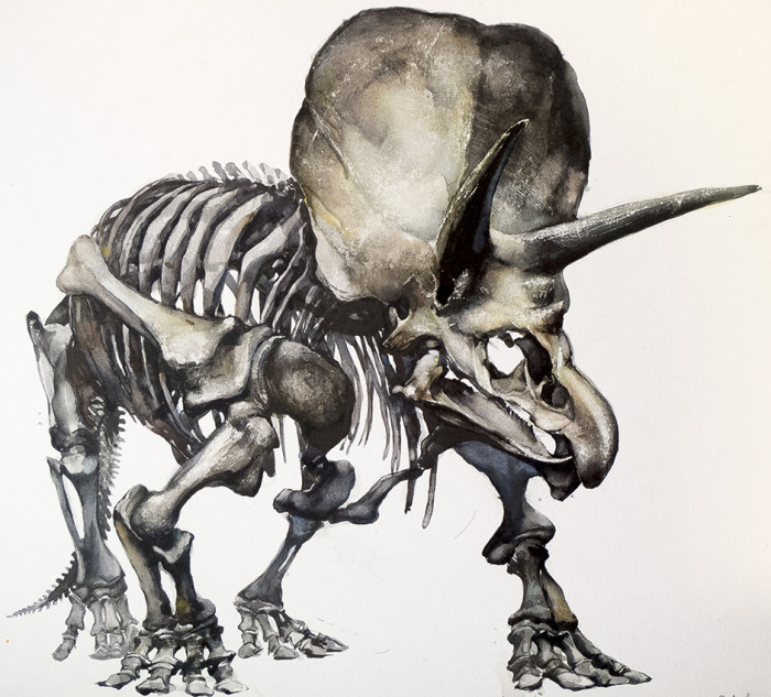 triceratops-skelton