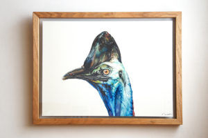 Southern Cassowary (with frame)